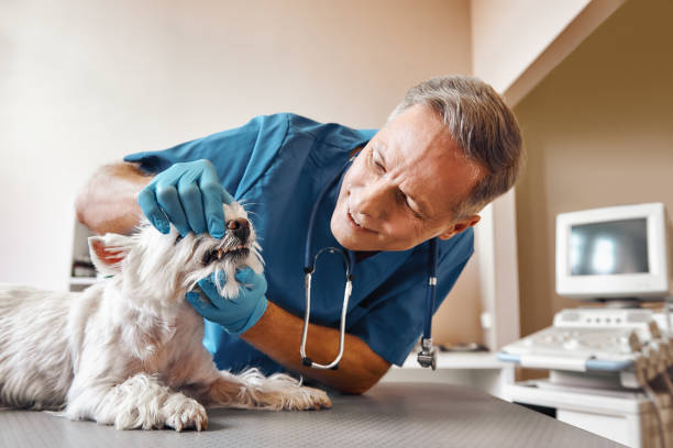 Best Same-Day Emergency Dental Services in Savannah, MO